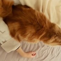 飼い主さんの腕の間に座る猫