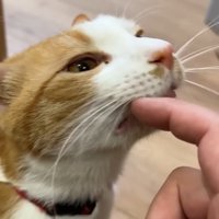 なでなで(チップ)