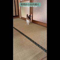 隙間からお出迎え