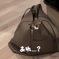 鞄に入って片目だけ見えている猫