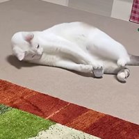 前足を伸ばしてお腹付近でゴルフボールを抱える猫