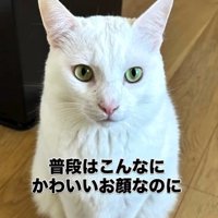 座っている猫