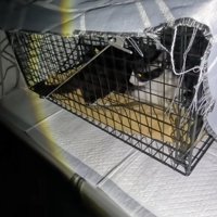 捕獲器の中にいる猫