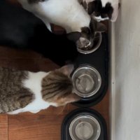 並べられた皿に顔を近づける猫たち