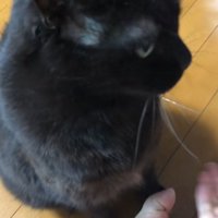 飼い主の前で座っている黒猫