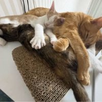 寝ている猫