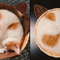 カゴの中で眠る子猫と成猫の写真
