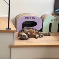 お腹を見せるメルくん