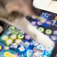 前足でツムを消去