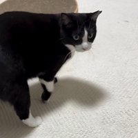 振り向く猫