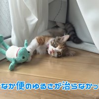 テロップ「なかなか便の～」