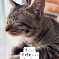 背中をブラッシングされる猫