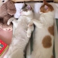 ベッドの上で仲良く眠る2頭の猫