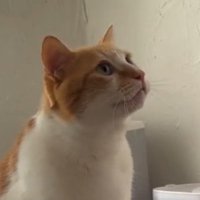 飼い主の顔をジッと見つめる猫