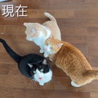 上を向くハチワレ猫