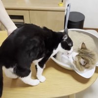 2匹の猫ちゃん
