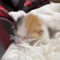 布の上を歩く子猫