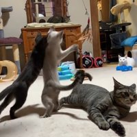 左側で二本足で立つ子猫とその傍らで横になるキジトラ猫