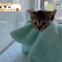タオルで包まれたキジトラ子猫