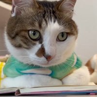 ノートの上に座っている猫