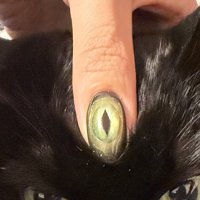 猫の頭に親指を乗せる飼い主