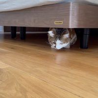 ベッドの下に隠れておやつをみている猫