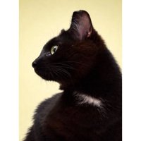 室内にいる猫