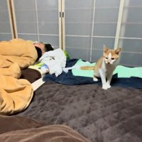 飼い主さんを見つめる猫