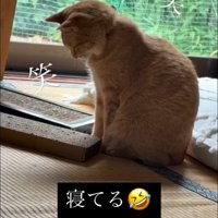 座って寝ている猫