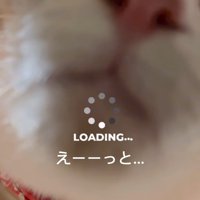 下から見た猫の顔