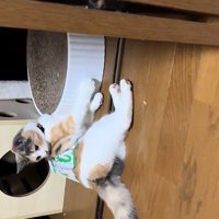ティッシュ箱を身につけた猫