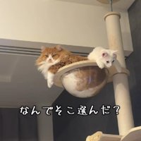 クリアボウルに入る2匹の猫