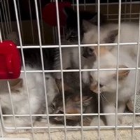 横を見る子猫たち