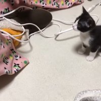 ドライヤーを見つめて