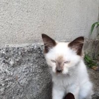 外にいる猫