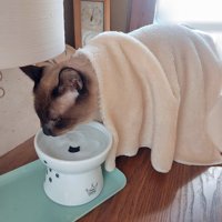 水を飲む猫