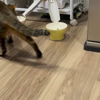自動給餌器から出てくるごはん
