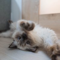 仰向けになってくつろぐ猫