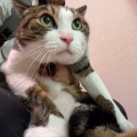 きょとんとした表情で飼い主に抱かれる猫