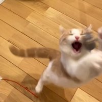 宙に浮いた猫じゃらしに飛びかかる猫