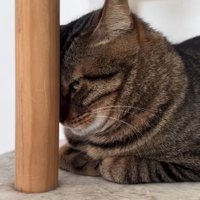 キャットタワーの柱の後ろに隠れる猫