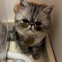 じっと見つめる猫