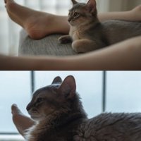 飼い主の足の間でくつろぐ猫の比較写真