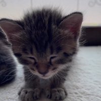 目をつむる子猫