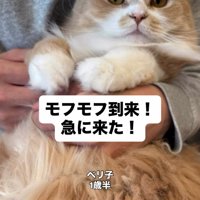 抱っこされる長毛の猫