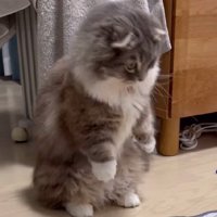しゃがみ込む猫