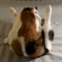 両足上げて毛づくろいしている猫の背中