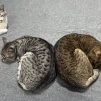 反対向きのベーグル