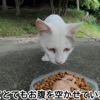 ごはんに近づく猫