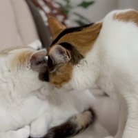 おでこをつける二匹の猫